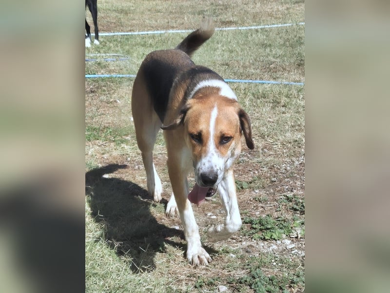 Thor - Traumhund sucht Familie