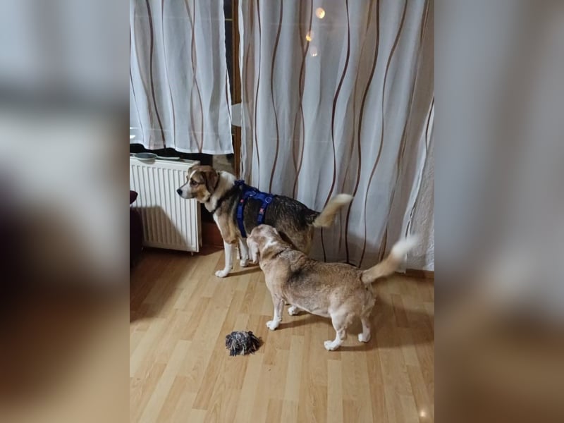 Simba - wer gibt dem lieben Rüden eine Chance