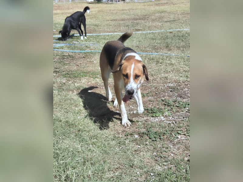 Thor - Traumhund sucht Familie