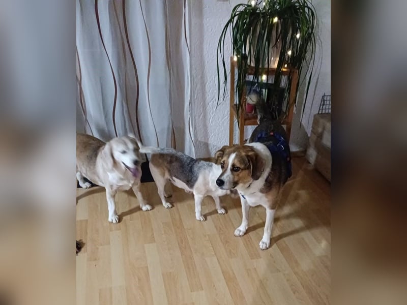 Simba - wer gibt dem lieben Rüden eine Chance