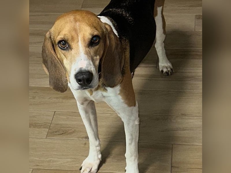 Luna - freundliches Mädchen