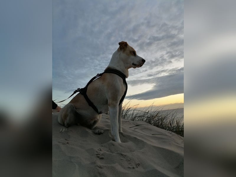 Charakterhündin sucht neues Zuhause