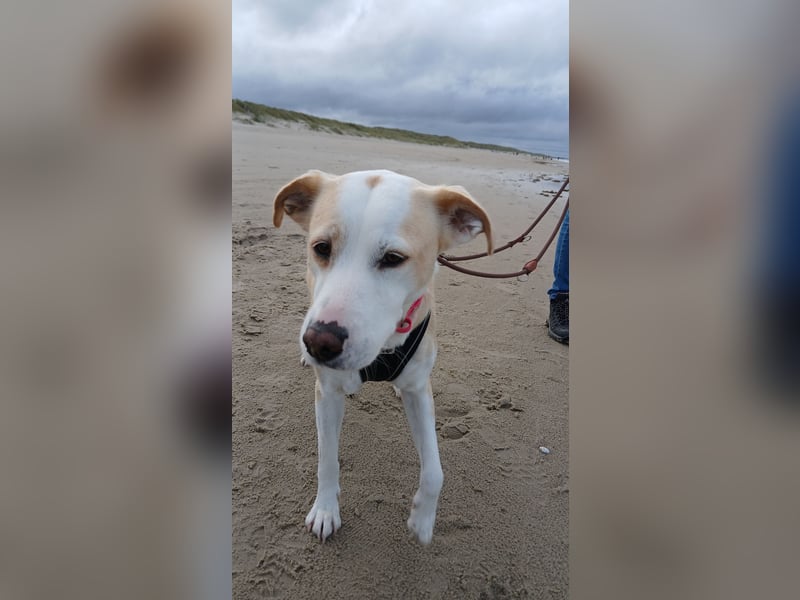 Charakterhündin sucht neues Zuhause