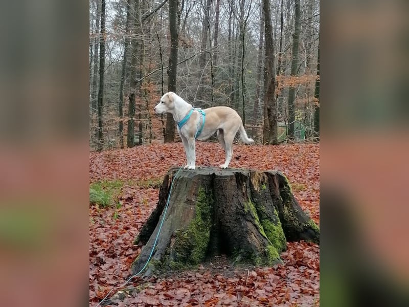 Charakterhündin sucht neues Zuhause