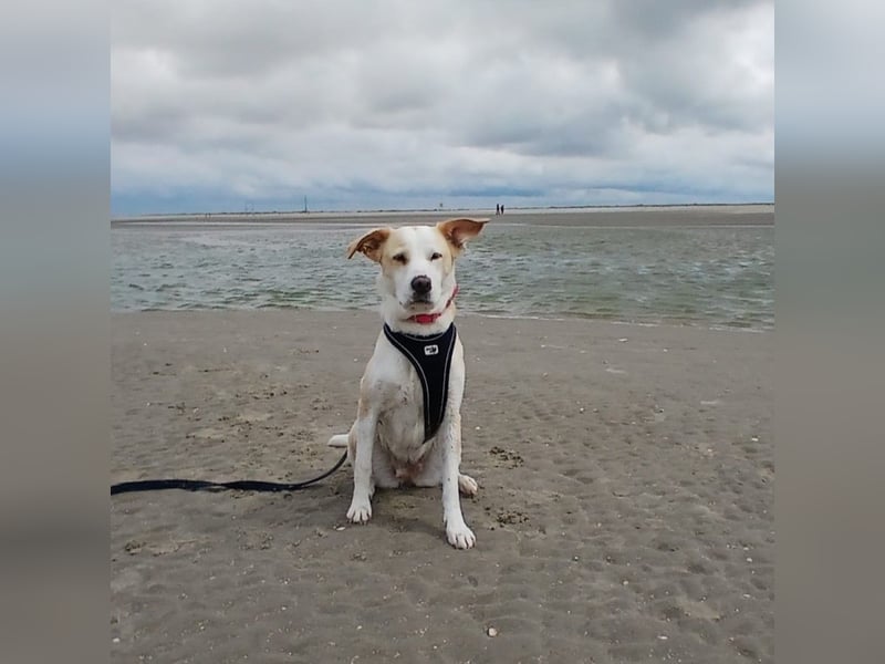 Charakterhündin sucht neues Zuhause