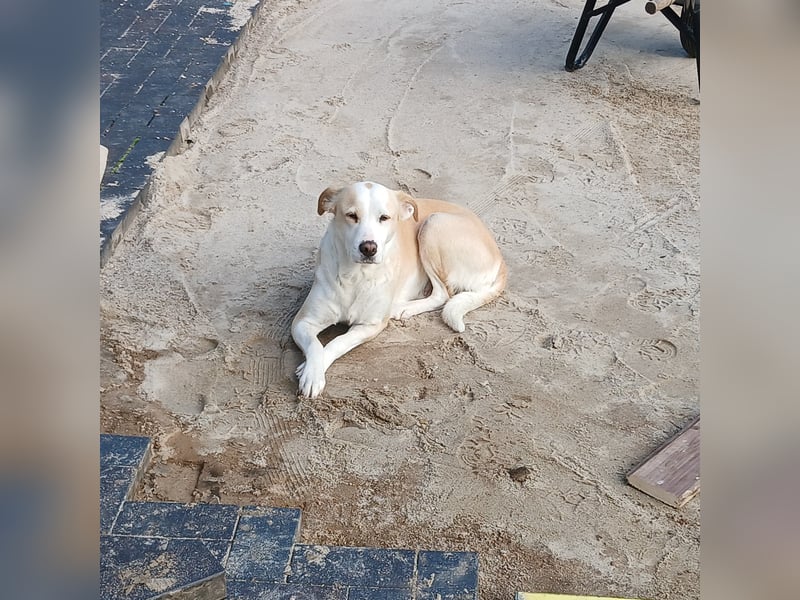 Charakterhündin sucht neues Zuhause