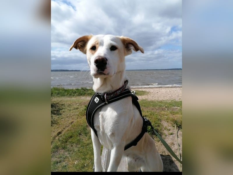 Charakterhündin sucht neues Zuhause