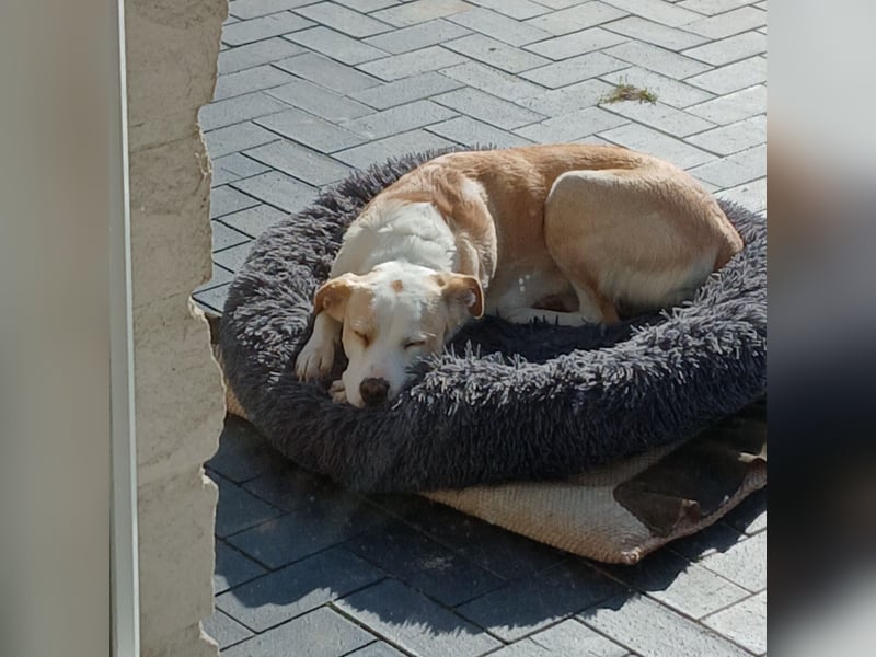 Charakterhündin sucht neues Zuhause