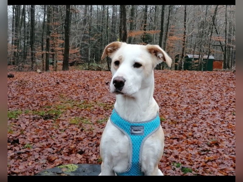 Charakterhündin sucht neues Zuhause