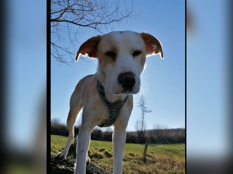 Charakterhündin sucht neues Zuhause