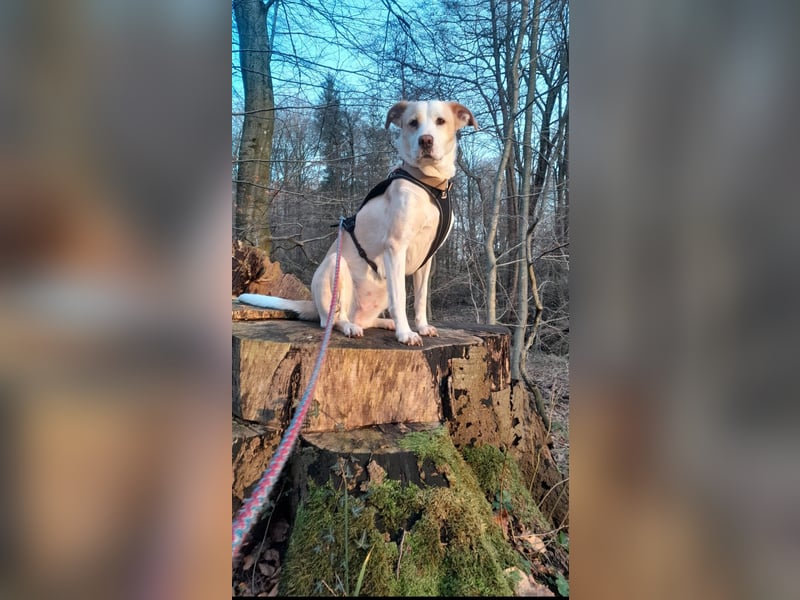 Charakterhündin sucht neues Zuhause