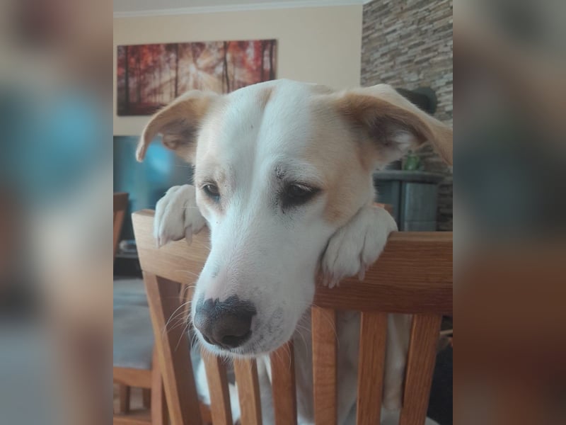 Charakterhündin sucht neues Zuhause