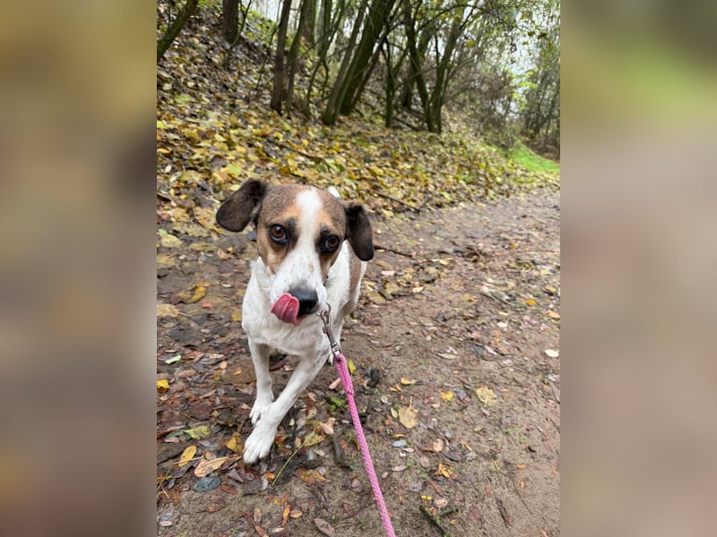 Csiri BE - kleine Hündin sucht liebes Zuhause