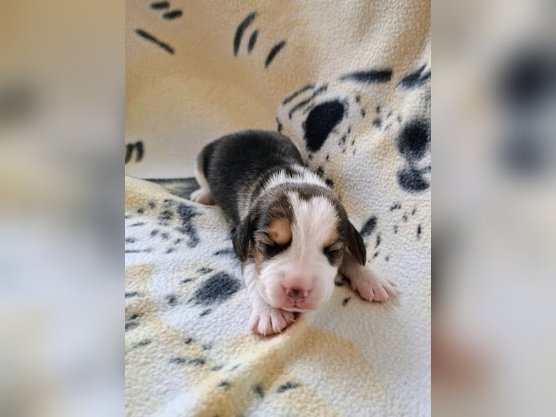 Beaglewelpen reinrassig mit Papieren