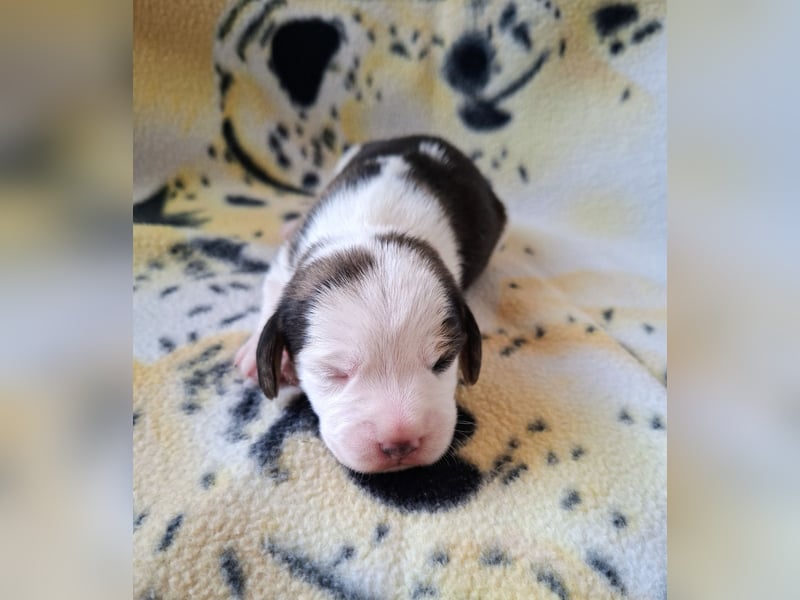 Beaglewelpen reinrassig mit Papieren