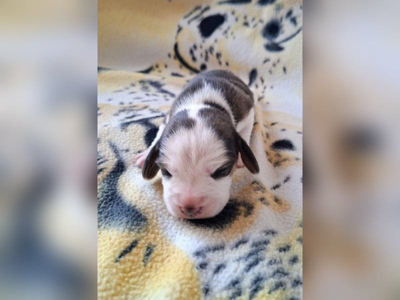Beaglewelpen reinrassig mit Papieren