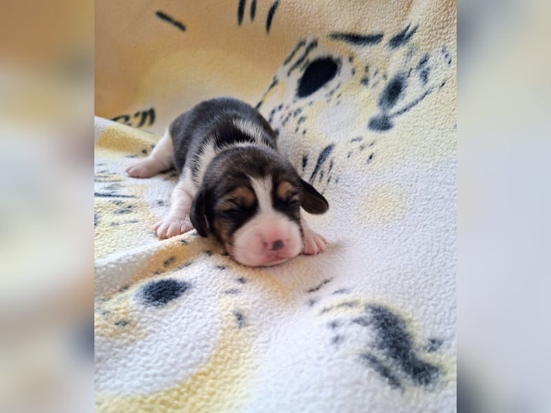 Beaglewelpen reinrassig mit Papieren