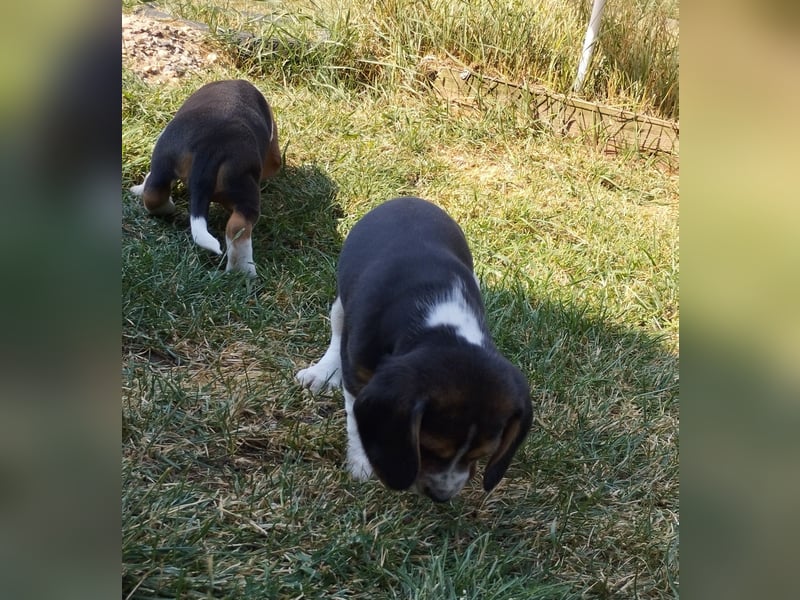 knuffige tricolor Beagle Welpen suchen ab dem 14.August ein liebes neues zu Hause