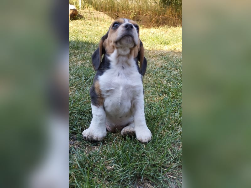 knuffige tricolor Beagle Welpen suchen ab dem 14.August ein liebes neues zu Hause