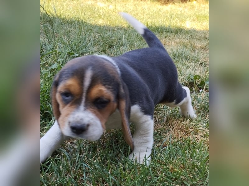 knuffige tricolor Beagle Welpen suchen ab dem 14.August ein liebes neues zu Hause