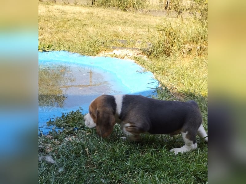 knuffige tricolor Beagle Welpen suchen ab dem 14.August ein liebes neues zu Hause