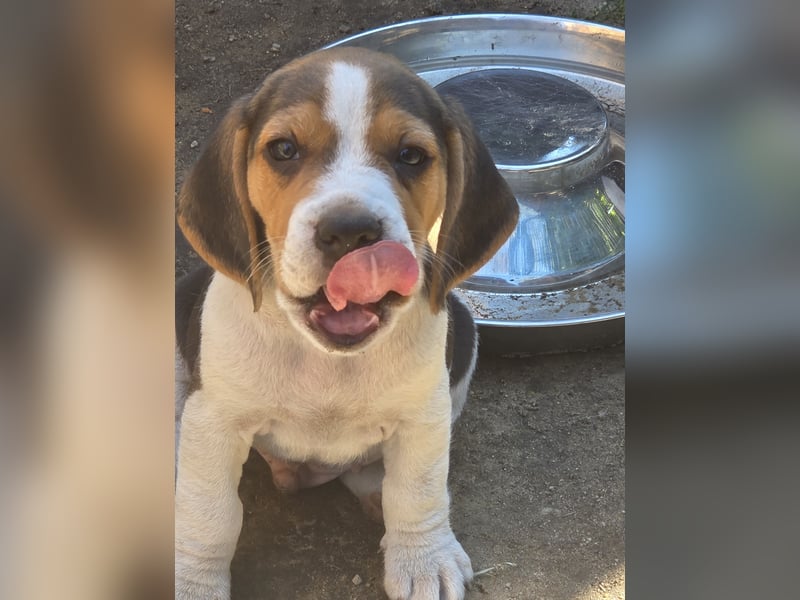 Beagle Welpen