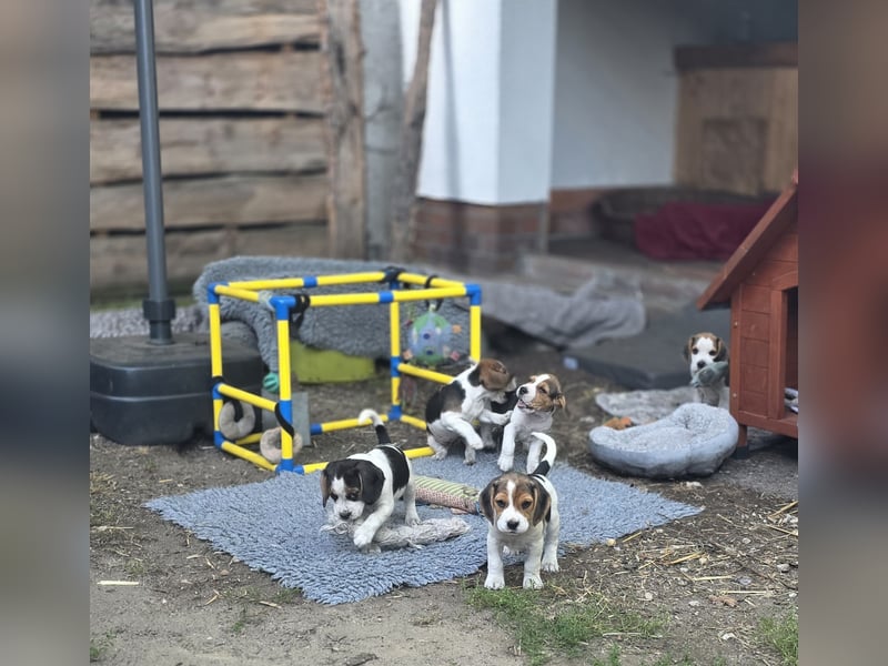 Beagle Welpen