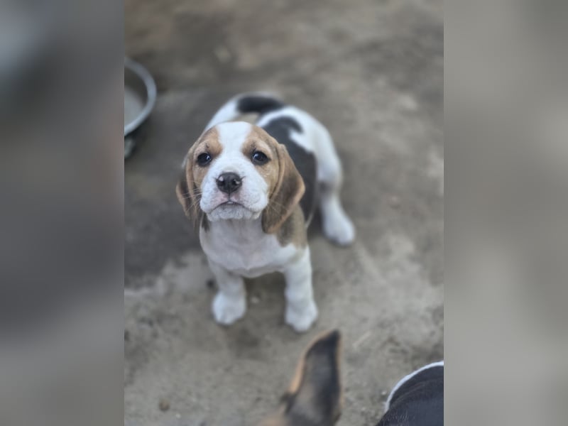 Beagle Welpen