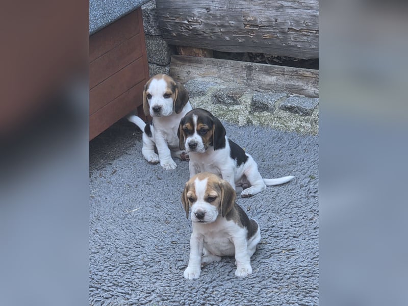 Beagle Welpen