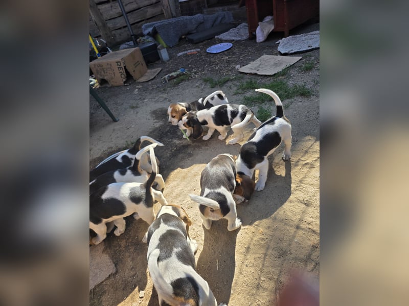 Beagle Welpen