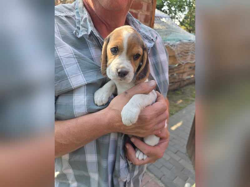 Beagle Welpen