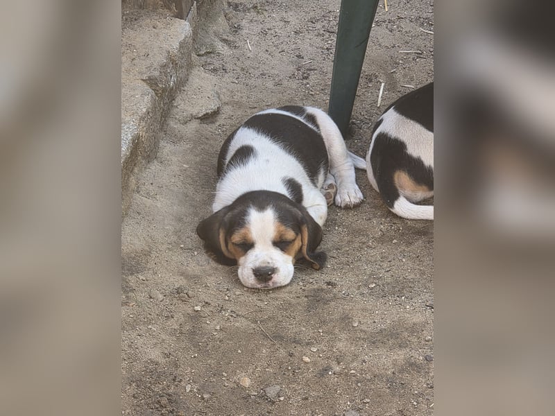 Beagle Welpen