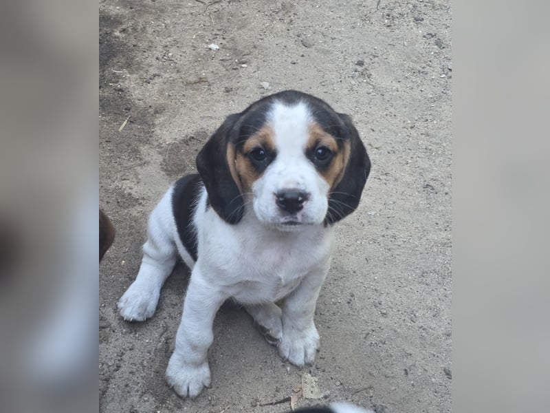 Beagle Welpen