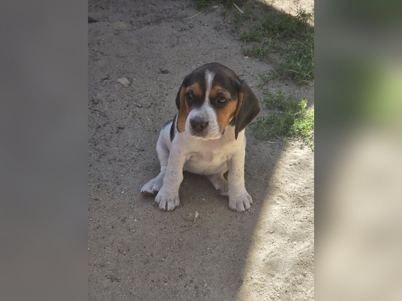 Beagle Welpen