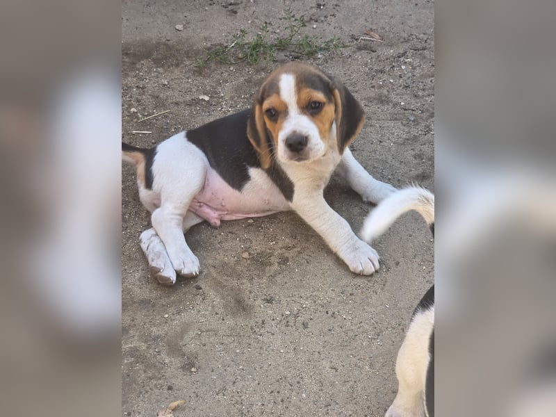 Beagle Welpen