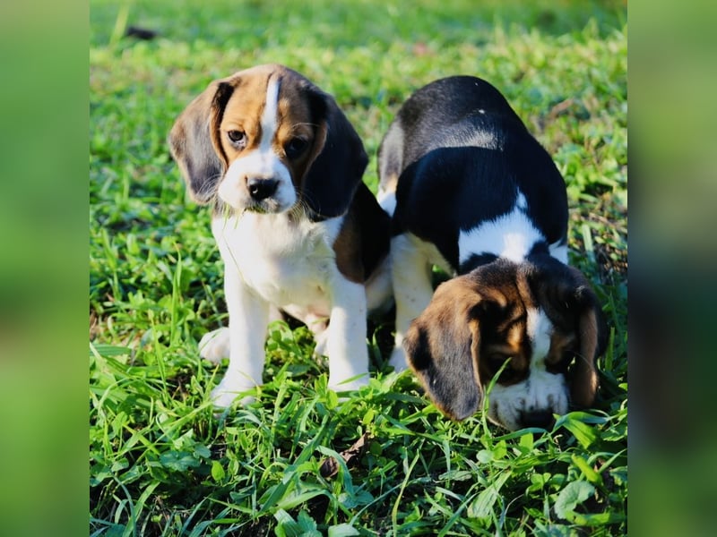 BEAGLIER-WELPEN F1 aus Etischer Zucht mit FCI-reinrassigen Eltern! CHAMPION BLUTLINIE