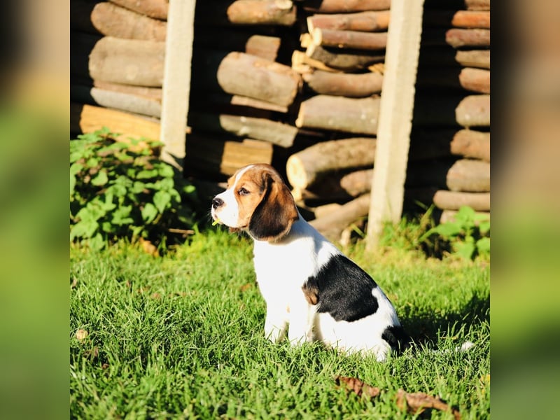 BEAGLIER-WELPEN F1 aus Etischer Zucht mit FCI-reinrassigen Eltern! CHAMPION BLUTLINIE