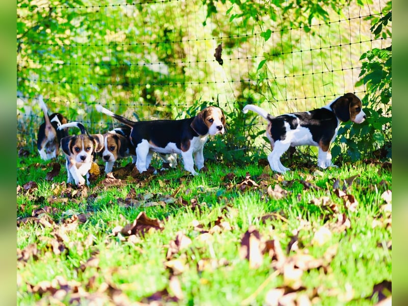 BEAGLIER-WELPEN F1 aus Etischer Zucht mit FCI-reinrassigen Eltern! CHAMPION BLUTLINIE