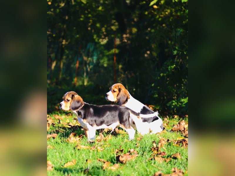 BEAGLIER-WELPEN F1 aus Etischer Zucht mit FCI-reinrassigen Eltern! CHAMPION BLUTLINIE