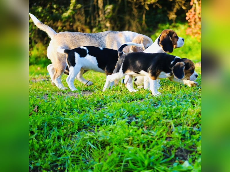 BEAGLIER-WELPEN F1 aus Etischer Zucht mit FCI-reinrassigen Eltern! CHAMPION BLUTLINIE