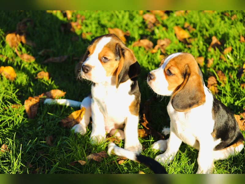 BEAGLIER-WELPEN F1 aus Etischer Zucht mit FCI-reinrassigen Eltern! CHAMPION BLUTLINIE