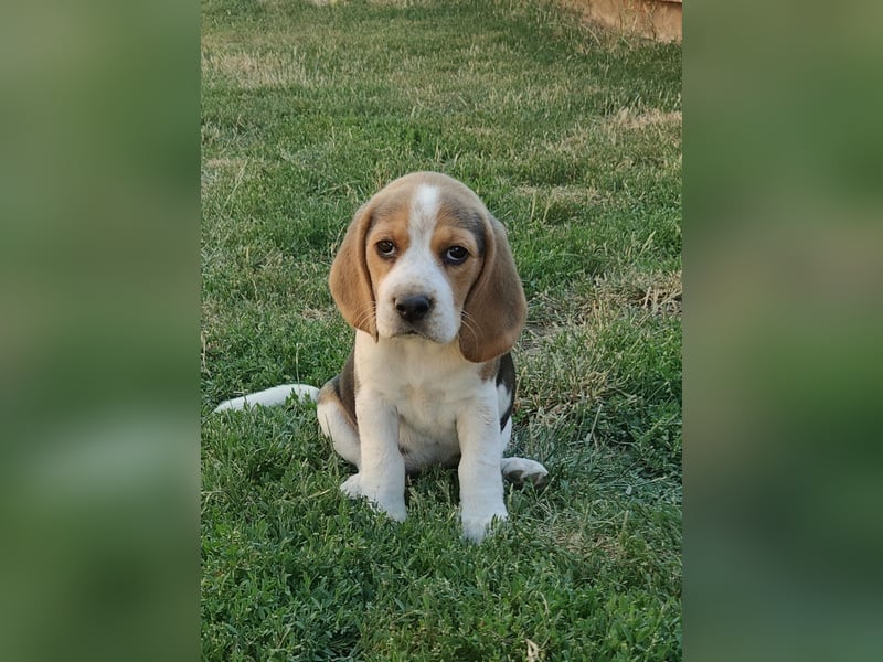 Beaglewelpen reinrassig mit Papieren