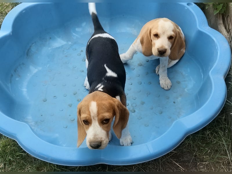 Beaglewelpen reinrassig