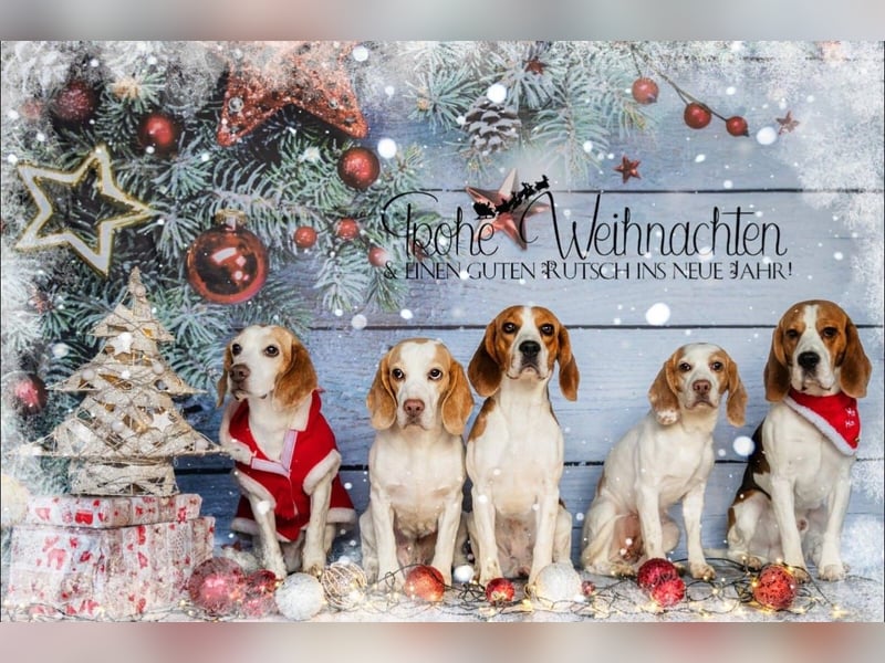 Beagle Wurfplanung 2026