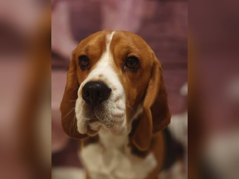 Beagle Wurfplanung 2026