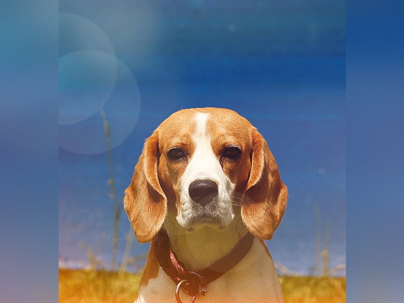 Beagle Wurfplanung 2026