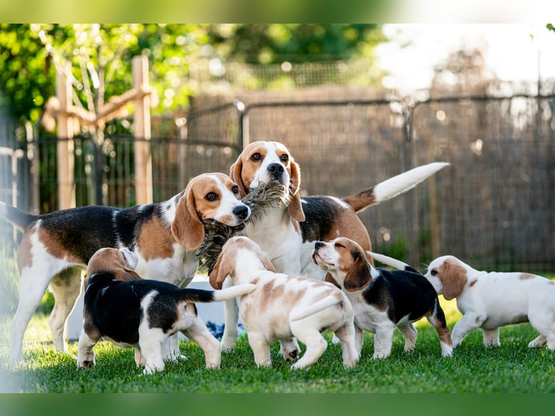 Beagle Wurfplanung 2026