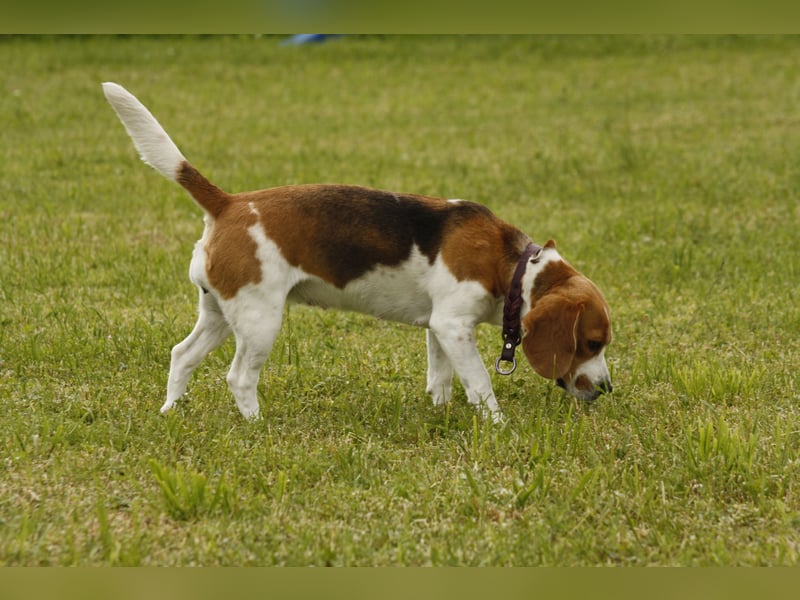 Beagle Wurfplanung 2026