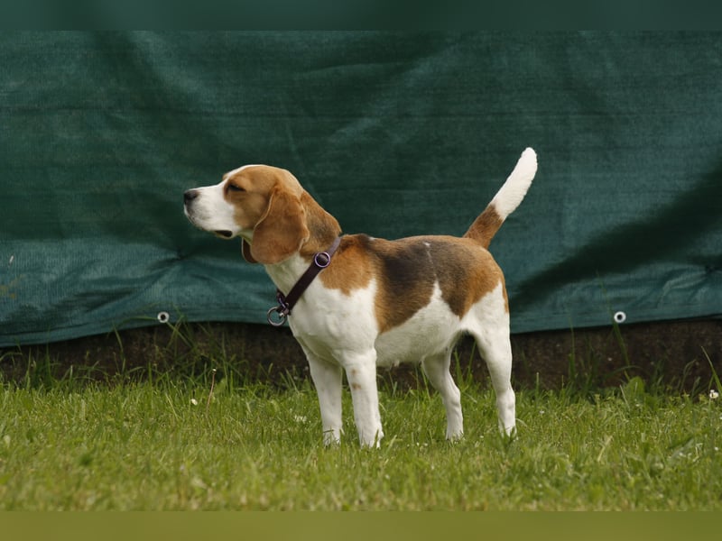 Beagle Wurfplanung 2026