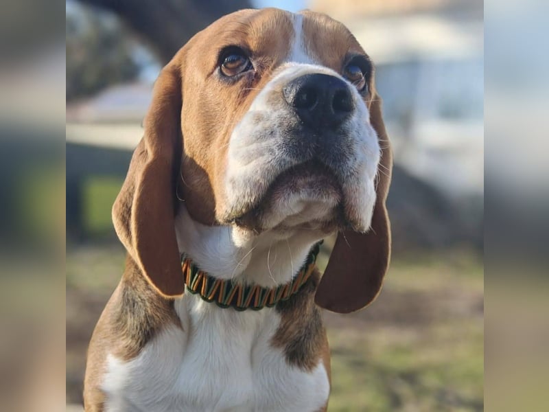 Beagle Wurfplanung 2026